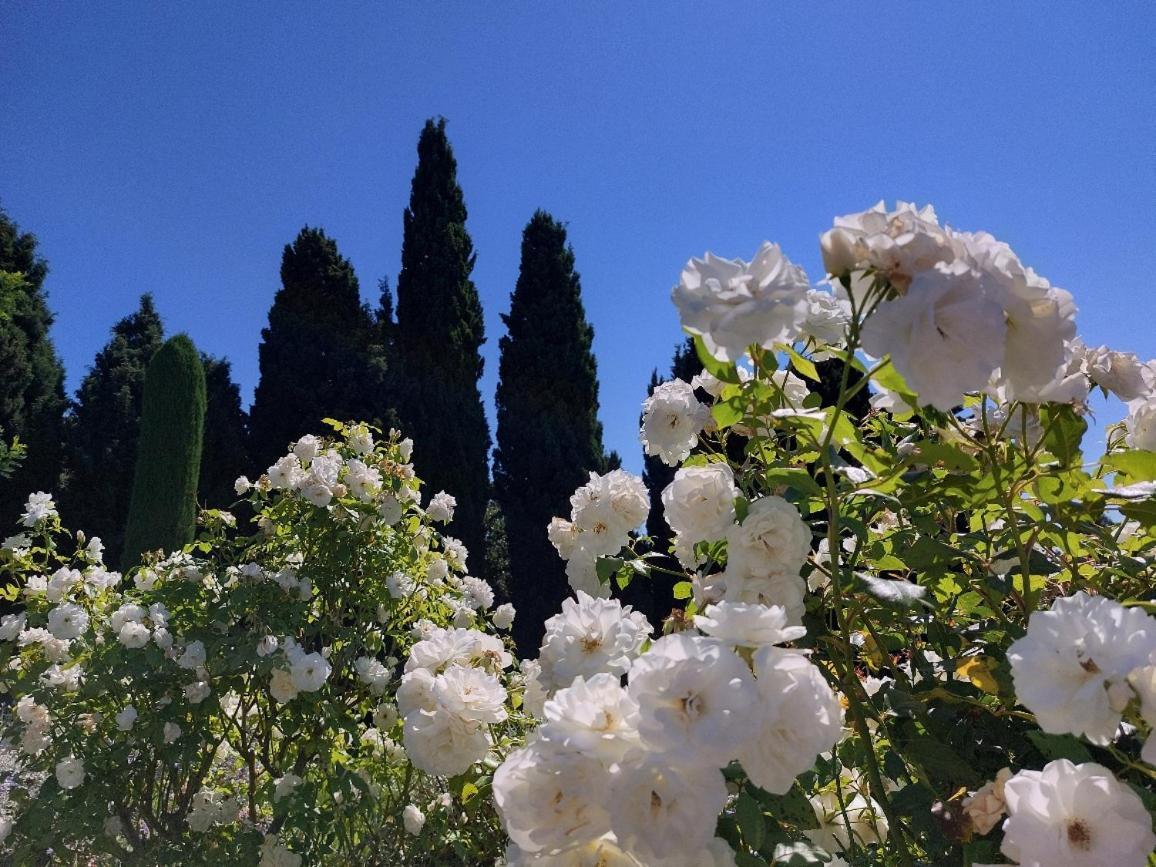 En Provence, Chez Stephanie Et Marcel Lägenhet Saint-Rémy-de-Provence Exteriör bild